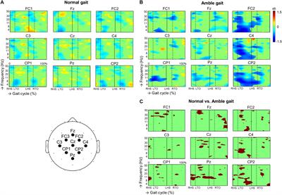 Amble Gait EEG Points at Complementary Cortical Networks Underlying Stereotypic Multi-Limb Co-ordination